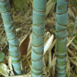 Bambú Phyllostachys aurea